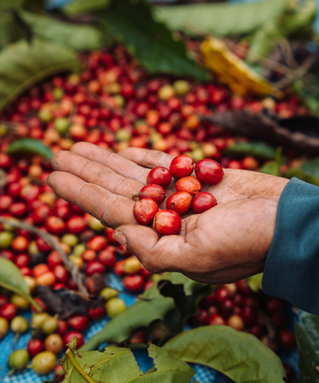 A farmer's hands holding freshly picked red coffee cherries